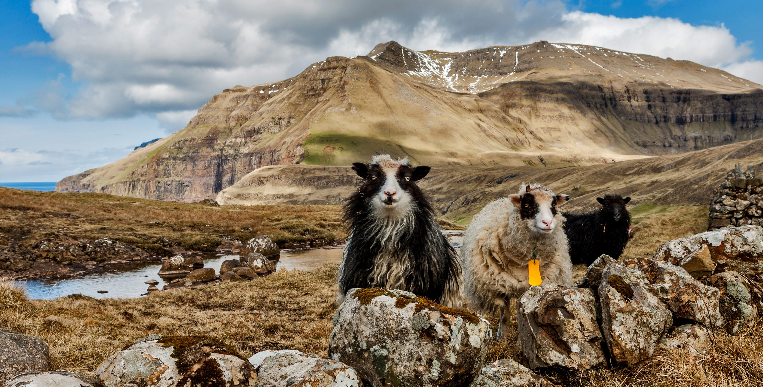 The Sheep Islands